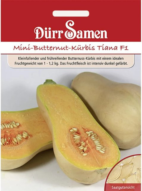 Dürr Mini-Butternut-Kürbis Tiana F1 Saatgut - Bild 1