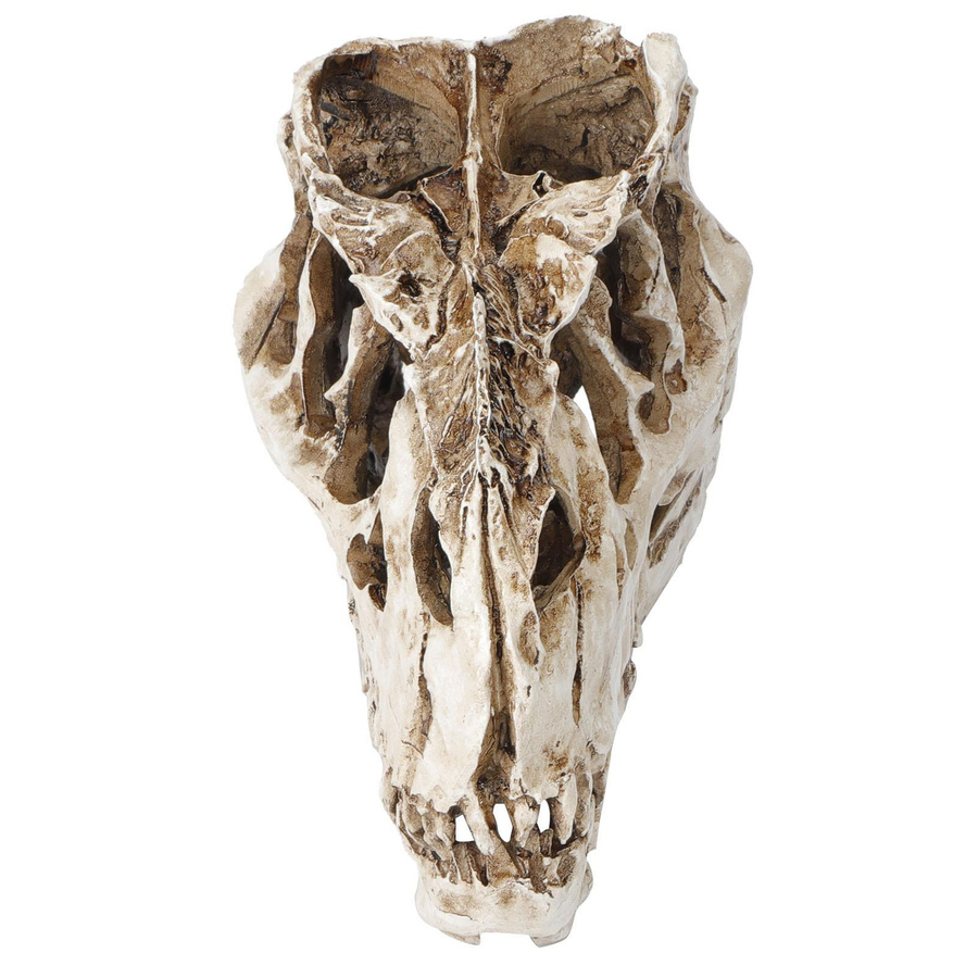 mfySpace Dinosaurier-Schädel aus Harz als Deko-Ornament für Halloween und Sammler, B/T/H: 15 x 15 x 8 cm - Bild 3