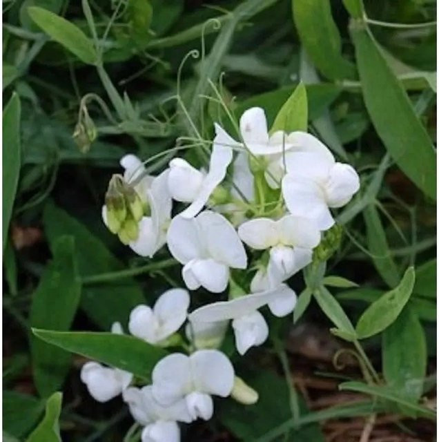 Traubensilberkerze White Pearl Actaea simplex als weiße Staude für den Freilandbereich - Bild 1