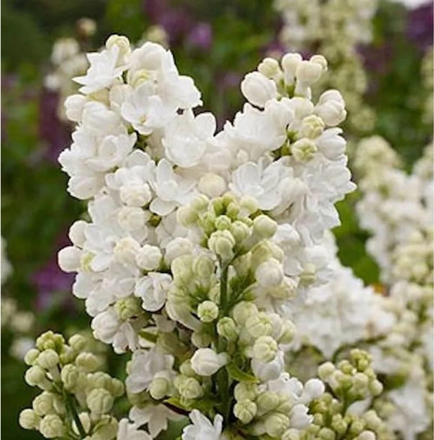 Edelflieder Frau Holle Syringa vulgaris von der Kircher-Collection als Strauch für den Freilandbereich - Bild 1