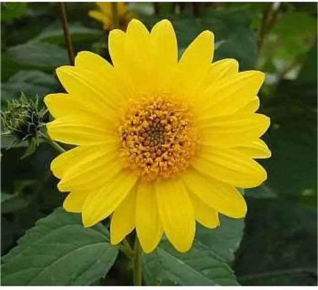 Topinambur Helianthus tuberosus von Nr-01.de als mehrjährige Gemüsepflanze - Bild 1
