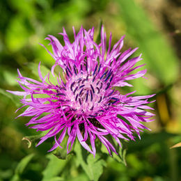 Rosa Berg-Flockenblume zur Dekoration - Bild 1