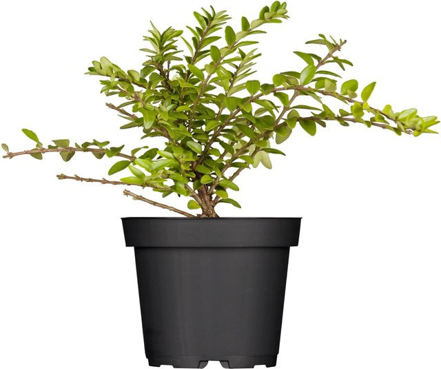 Lonicera Helix Heckenkirsche Zwergstrauch im Topf - Bild 1