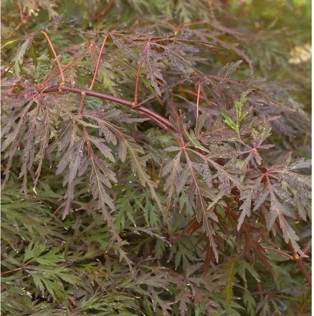 Hochstamm Fächerahorn Orangeola Acer palmatum von Nr-01.de, Höhe: 80-100 cm - Bild 1