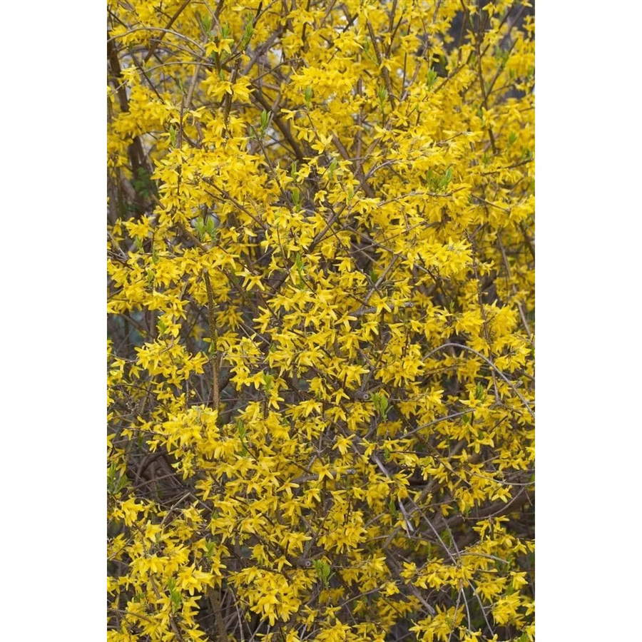 Forsythia Lynwood Goldglöckchen Zierstrauch in leuchtendem Gelb, Höhe: 80–100 cm - Bild 2
