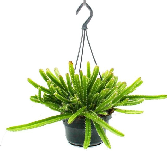 Exotenherz Hylocereus Undatus Drachenfrucht Pitahaya Schlangenkaktus als Ampelpflanze für drinnen, Grün - Bild 1