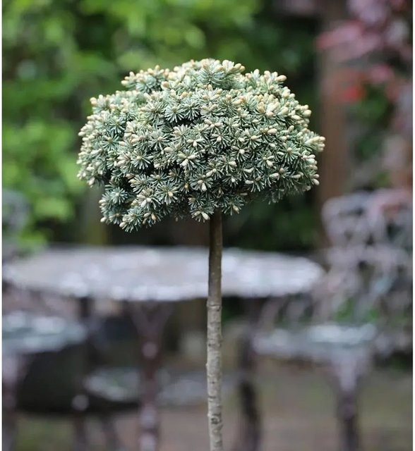 Abies koreana Hochstamm Koreatanne Blauer Eskimo von Nr-01.de in Blau-Silber-Grün, Höhe: 40-60 cm - Bild 1