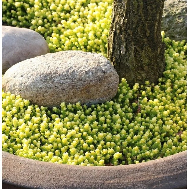 Scharfer Mauerpfeffer Aureum Sedum acre als goldgelbe Zierpflanze für Garten und Dachbegrünung - Bild 1