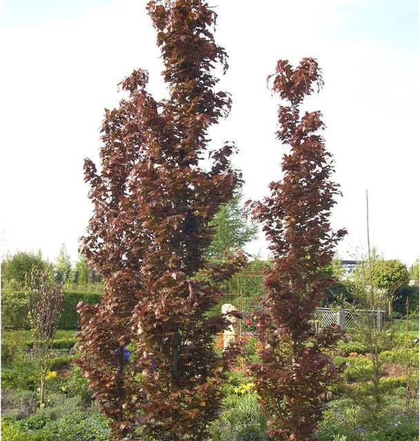 Rote Säulenbuche Rohan Obelisk Fagus sylvatica für deinen Garten, Höhe: 125-150 cm - Bild 1