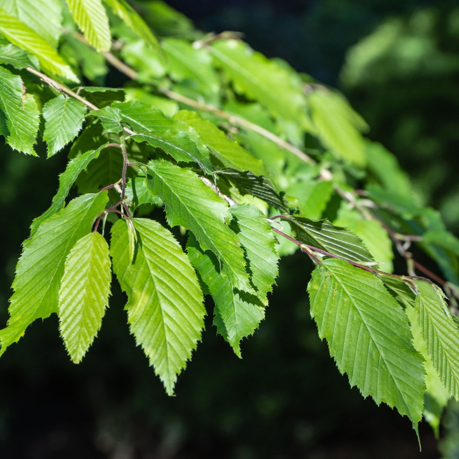 Bio Hainbuche Baum von Kwekerij Koperwiek als Laubbaum und Hecke für den Garten - Bild 2