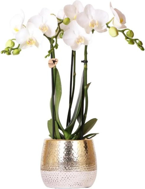 Weiße Phalaenopsis Orchidee Amabilis von Kolibri Orchids im goldenen Keramiktopf, Höhe: 40 cm, Topfgröße: 9 cm - Bild 1