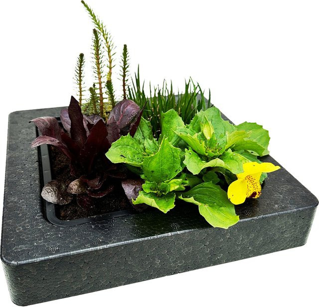 Set mit 4 Wasserpflanzen inklusive Schwimminsel für dein Aquarium - Bild 1