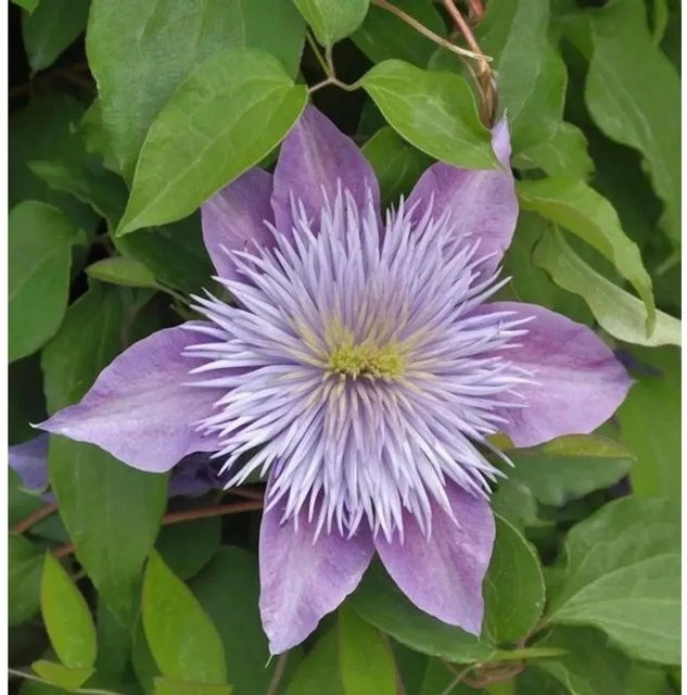 Evison Clematis Crystal Fountain Kletterpflanze in Lila, mehrjährige Gartenpflanze für Kübel und Garten - Bild 1