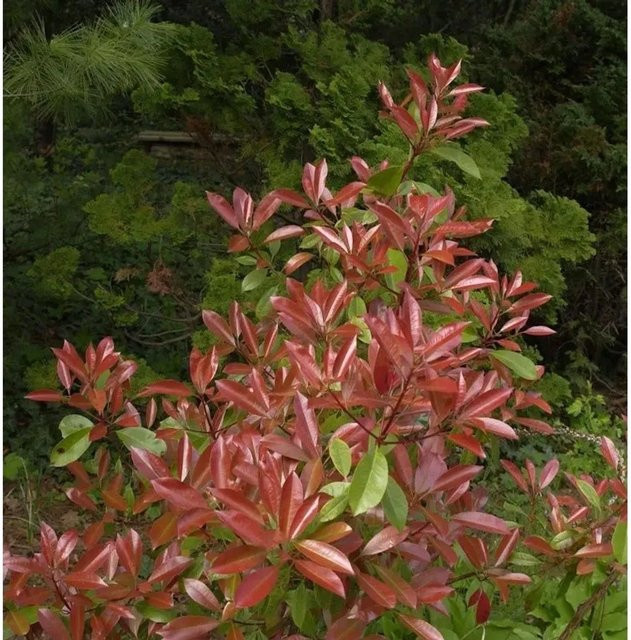 Glanzmispel Little Fenna Photinia fraseri Heckenpflanze in Pink und Rot, Höhe: 30-40 cm - Bild 1