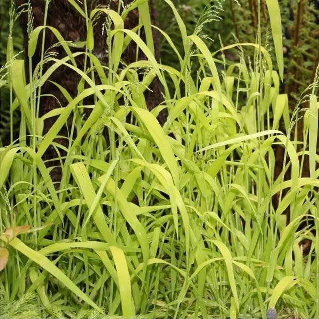 6er Set Arborix Wald-Flattergras Aureum Milium effusum mit gelbem Laub im 9 cm Topf - Bild 1