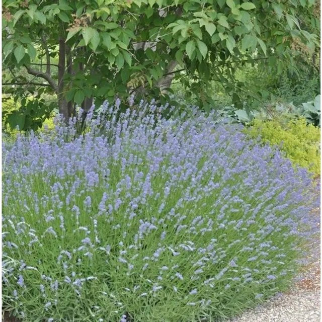 Lavandula intermedia Lavendel Grappenhall purple von Nr-01.de - Bild 1