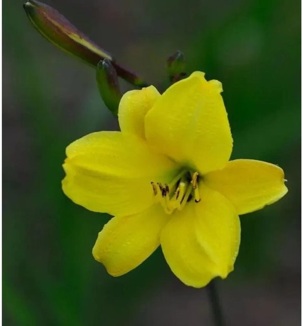 Taglilie Corky Hemerocallis cultorum als mehrjährige Staude für Beet und Staudengärten - Bild 1