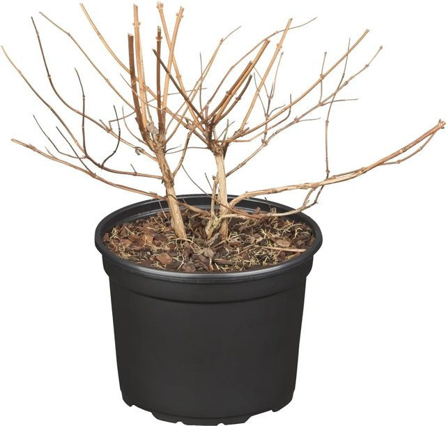 OBI Deutzia x hybrida Sternchenstrauch Strawberry Field Rosa im Topf - Bild 1