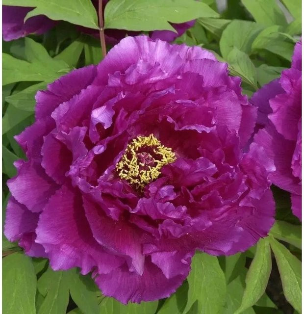 Strauchpfingstrose Hana Daijin Paeonia suffruticosa in Rot im Topf - Bild 1