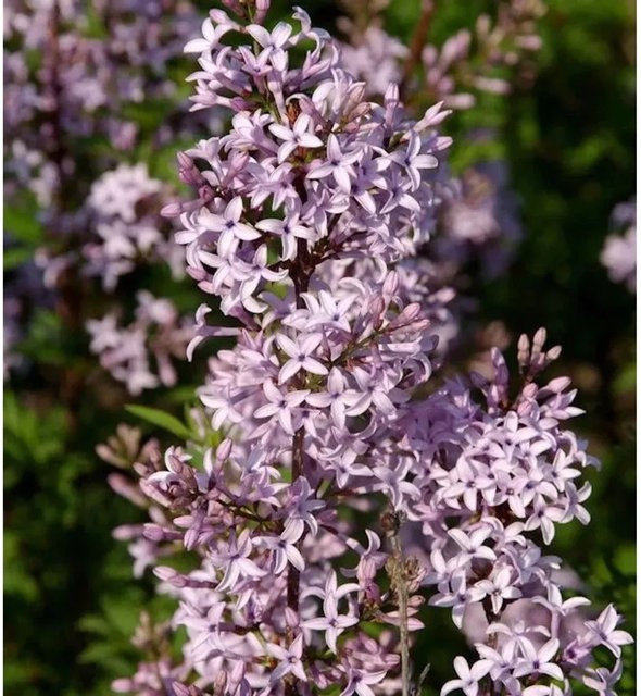 Syringa afghanica Afghanischer Flieder Hochstamm in Blaulila von Nr-01.de, Höhe: 80-100 cm - Bild 1