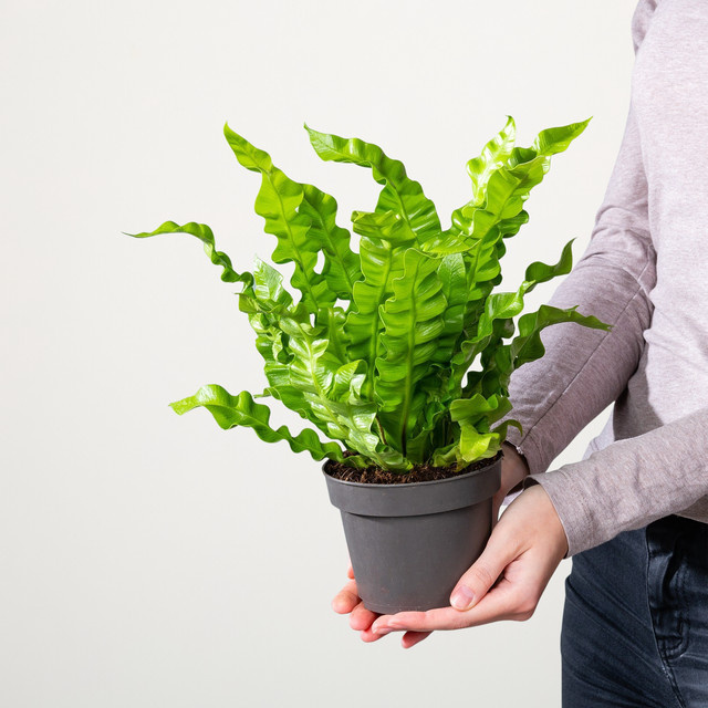 Asplenium Crispy Wave Farn von BLUME2000 als Zimmerpflanze - Bild 1