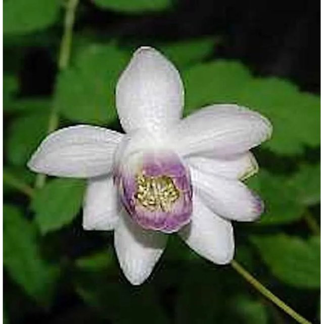 Scheinanemone Anemonopsis macrophylla weiße Staude für den Garten - Bild 1