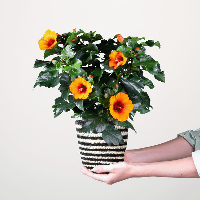 BLUME2000 Zierpflanze Traumoase in Topf, grün und orange, für Halbschatten und Outdoor-Bereiche - Bild 1