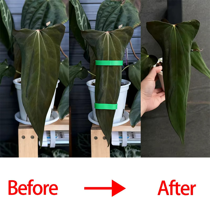 Selbstklebende Nylon-Kabelbinder für Pflanzen in Grün, wiederverwendbare und verstellbare Stützpfähle mit Hakenschlaufe für den Garten - Bild 2