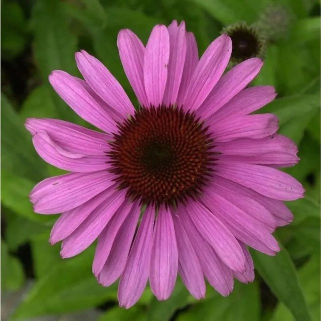 Sonnenhut Echinacea purpurea Dixie Belle in Lila als Schnittblumepflanze - Bild 1
