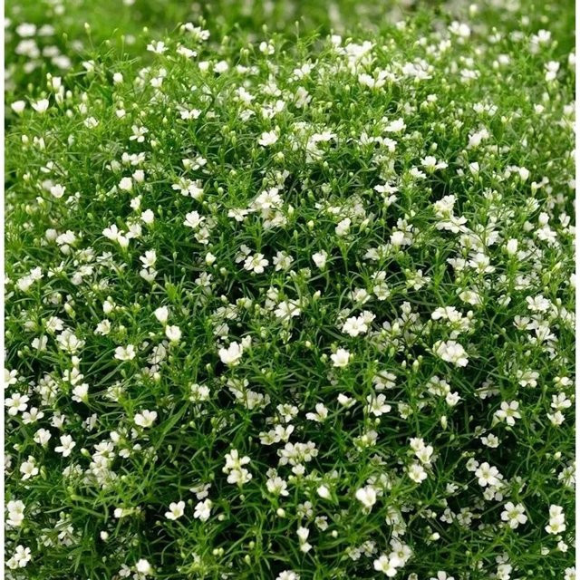 Riesenschleierkraut Gypsophila paniculata Fleur White als Stauden im Topf von Nr-01.de - Bild 1