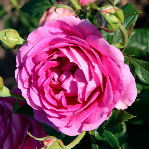 KORDES ROSEN Edelrose Carmen Würth in Rosa mit pinken, gefüllten Blüten - Bild 3