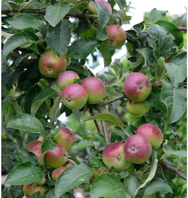 Apfelbaum Erwin Baur von Nr-01.de, Fruchtbaum für den Garten, 60-80 cm Höhe - Bild 1