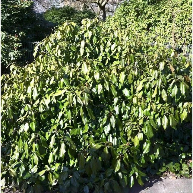 Kaukasischer Strauch Efeu Hedera colchica Arborescens, grün, 40-50 cm - Bild 1