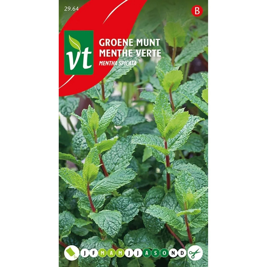 Arborix Minze Saatgut für Garten und Küche, 0,2 g - Bild 2