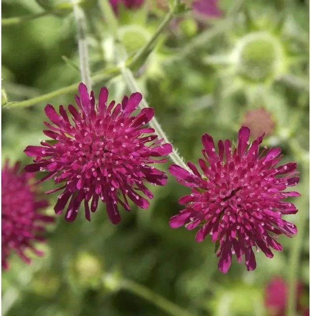 Knautia macedonica Witwenblume lila Stauden für Garten und Naturgärten - Bild 1