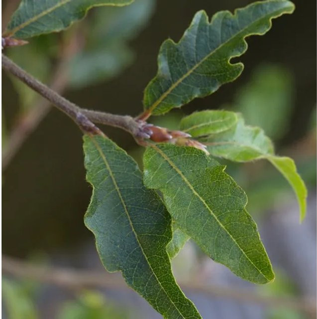 Fagus sylvatica Sandrode Kleine farnblättrige Buche als Heckenpflanze von Nr-01.de, Höhe: 60-80 cm - Bild 1