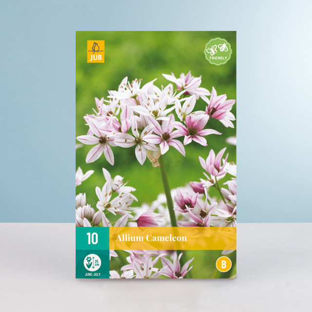 Allium Chamäleon Zwiebelblumen von BLUME2000, 10 Stück - Bild 1