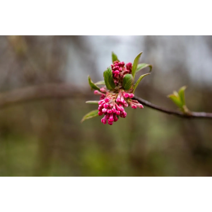 Viburnum Bodnantense Dawn Duft-Schneeball mit rosa Blüten für den Garten, Höhe: 80–100 cm - Bild 2