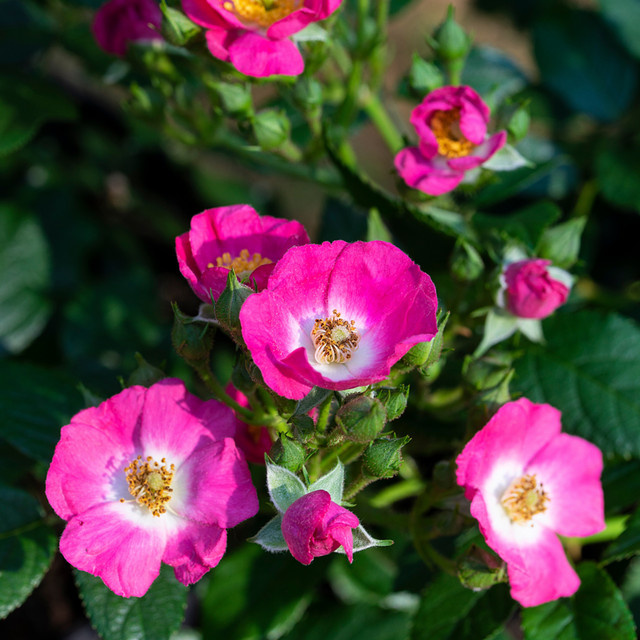 Zwergrose Rosy Boom Mini in Rosa als pflegeleichter Zierstrauch für den Garten und Topf - Bild 1