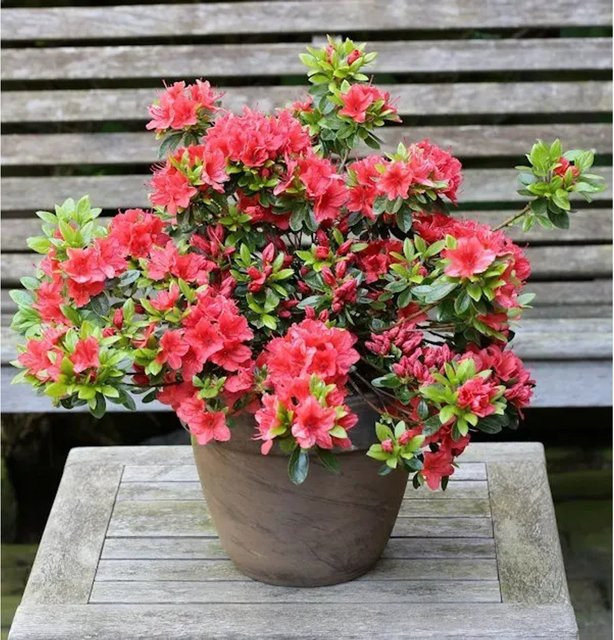 Japanische Azalee Orange Beauty Rhododendron luteum Zwerg Alpenrose in Orange, Höhe: 25-30 cm - Bild 1