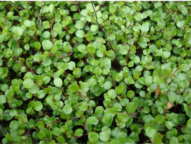 Helix Teppich-Scheinknöterich Muehlenbeckia axillaris als Bodendecker im Topf mit einem Durchmesser von ca. 9 cm - Bild 1