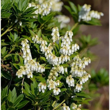 Pieris japonica Prelude Lavendelheide mit weißen Blüten, Höhe: 30-40 cm