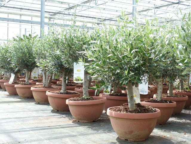Winterharte Olivenbaum Bonsai Olea europaea als Formgehölz im Topf, Höhe: 70 - 90 cm - Bild 1