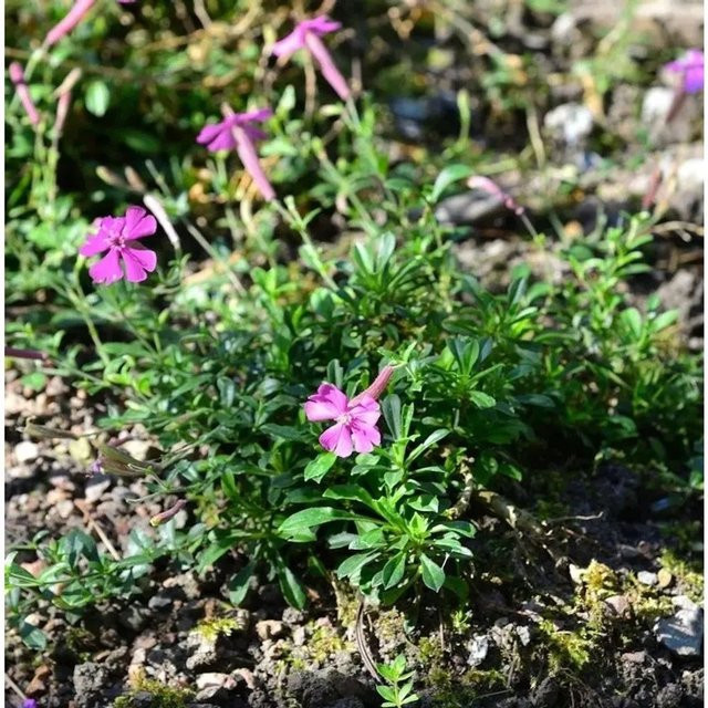 Silene schafta Leimkraut Splendens als mehrjährige Staude und Bodendecker für Naturgärten und Steingärten von Nr-01.de - Bild 1