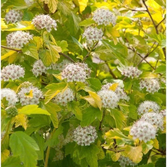 Hochstamm Blasenspiere Physocarpus opulifolius Darts Gold von Nr-01.de, Höhe: 80-100 cm - Bild 1