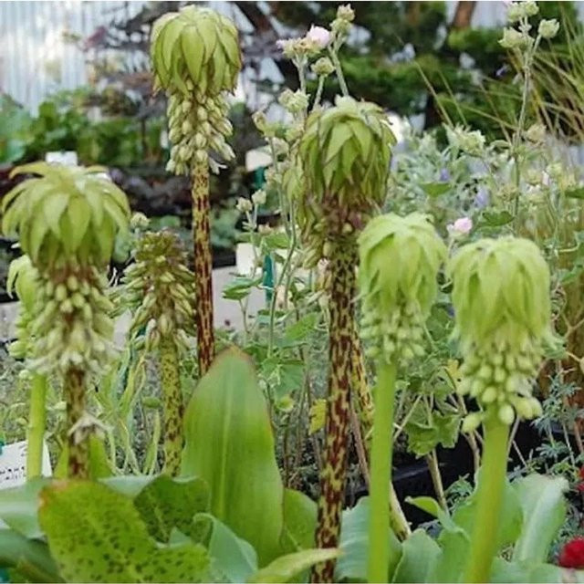Eucomis bicolor Schopflilie Gartenananas grüne mehrjährige Pflanze - Bild 1
