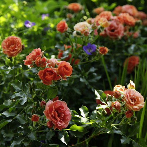KORDES ROSEN Rose Mandarin als bunt blühender Zierstrauch für den Garten und Außenbereich - Bild 2