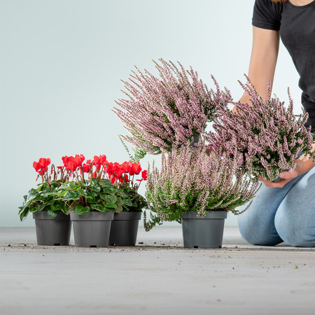 BLUME2000 Pflanzenmix aus rosa Knospenheide und roten Alpenveilchen, 6 Stück