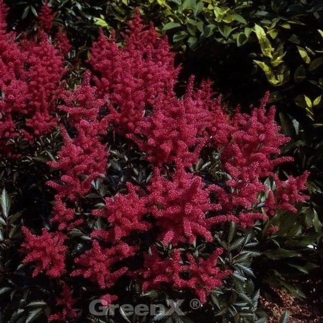 Astilbe arendsii Prachtspiere Glut von Nr-01.de als mehrjährige Schnittblume und Bodendecker - Bild 1
