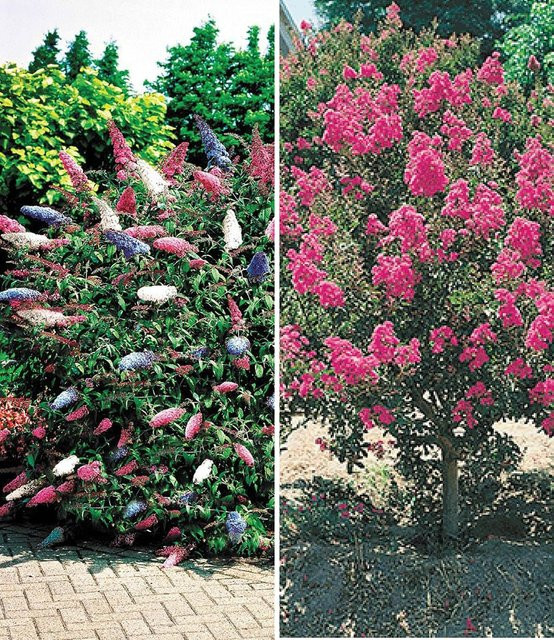 Blüten-Sträucher-Kollektion - Bild 1
